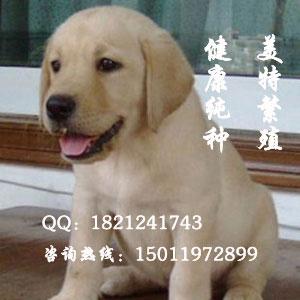 广州拉布拉多 广州哪里有卖纯种拉布拉多犬 广州拉布拉多价格多少