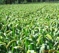 供应绿小米，山东绿小米大量批发，山东绿小米供应商批发
