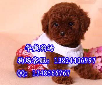 供应广州哪里有卖红色玩具贵宾泰迪广州哪里有卖纯种迷你贵宾犬