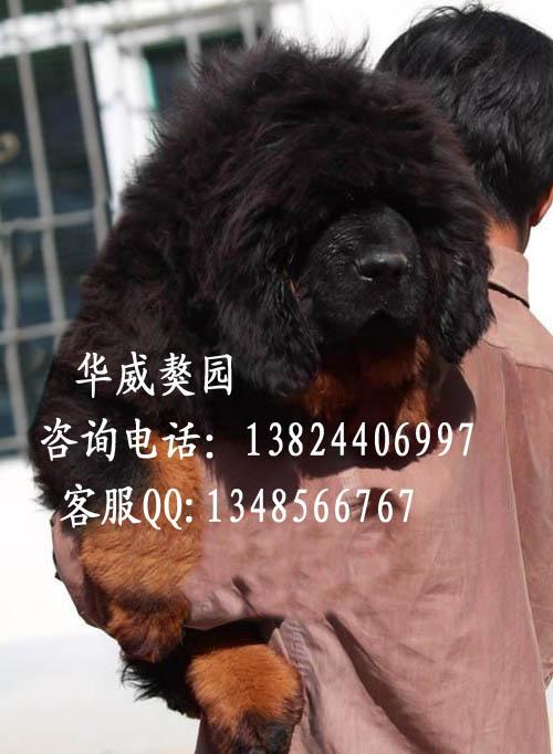 供应广州哪里买狗比较有保障铁包金藏獒广州哪里有卖纯种大狮头藏獒犬