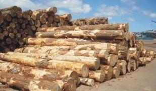 供应中国进口木材种类