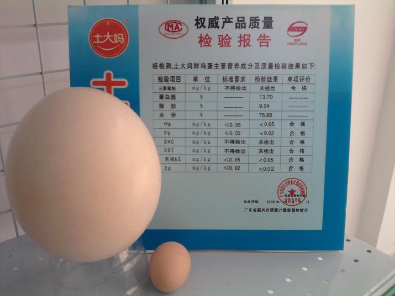 供应鸵鸟蛋价格
