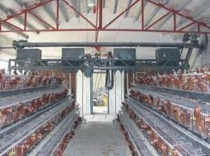 供应河南鸡场自动喂料机蛋鸡喂料机蛋鸡自动喂料设备