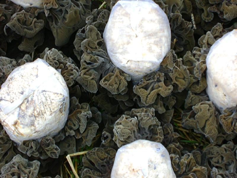 潍坊市菌种玉米芯棉子壳黑木耳菌种厂家供应菌种玉米芯棉子壳黑木耳菌种