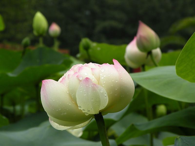 安新县[盆栽荷花价格】批发