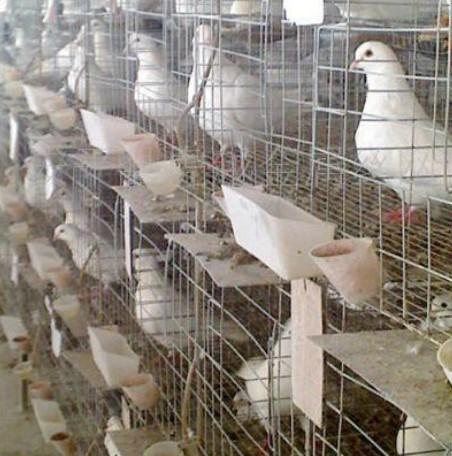 供应鸡鸽兔笼厂家联系方式