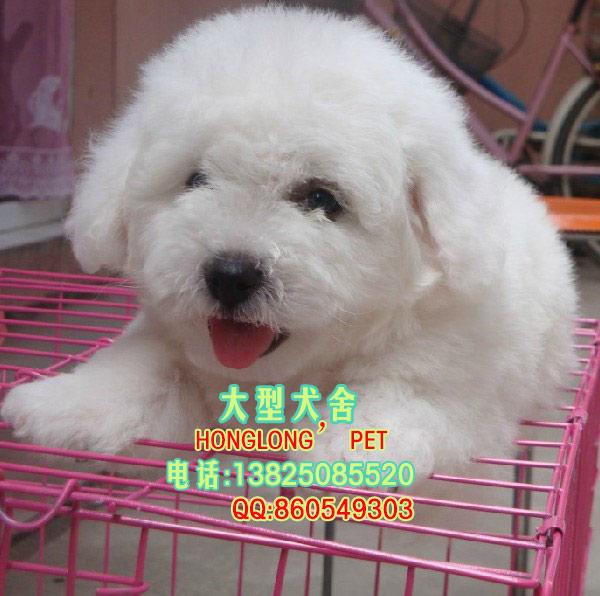 广州买白色贵宾犬到哪里到大型犬舍批发