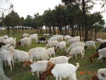 供应牛羊用微生态饲料添加剂/牛羊用饲料添加剂厂家批发
