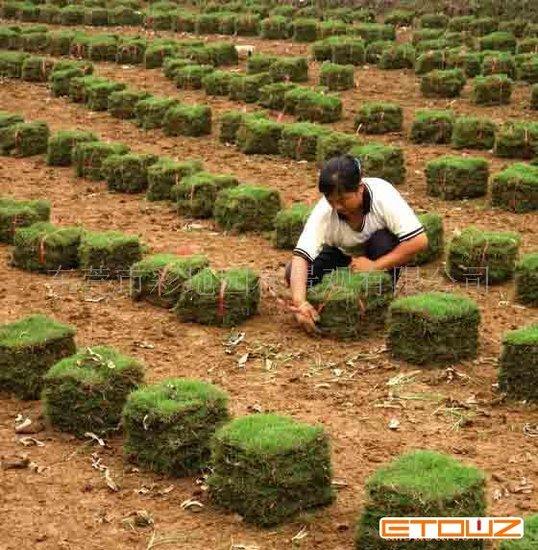 海南夏威夷草，绿化专用夏威夷草