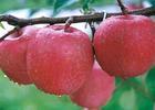 3-8公分苹果树价钱，3-8公分苹果树批发，3-8公分苹果树种植
