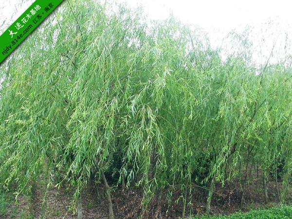 供应南京绿化苗木产业园图片
