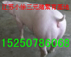 供应用于的江西生猪价格仔猪价格三元猪价格图片