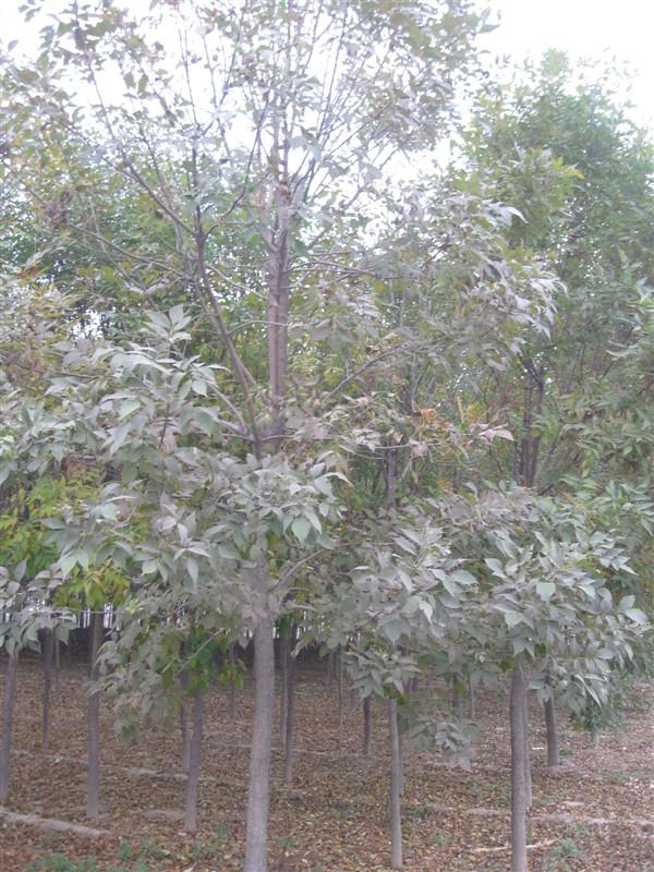 供应白腊造型白腊12公分二年帽白腊　山东济宁浩贇法桐园林位于中国法桐