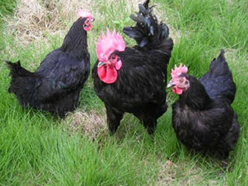 绿壳蛋鸡养殖场，批发价格，绿壳蛋鸡苗-湖州牧源禽类