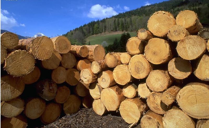 供应无单证木材如何办理非濒危证