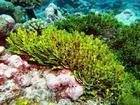 海藻提取物批发