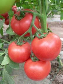供应番茄种子欧斯帝粉果番茄种子种植图片