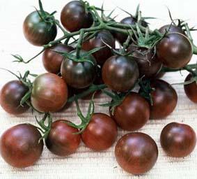 供应黑番茄种子种植资料大棚黑番茄种子种植特色番茄种子种植基地图片