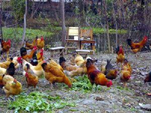 德州市林地散养鸡厂家德州市林地散养鸡养殖场在哪 多少钱一只