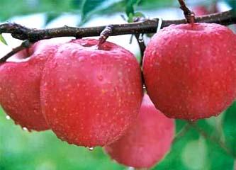 供应苹果苗，苹果苗价格，山东苹果苗基地