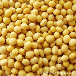 供应用于磨粉和打豆浆的熟黄豆