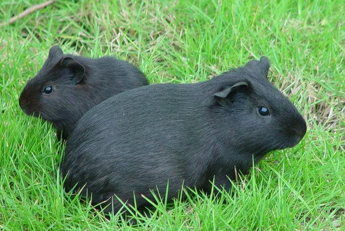 江西黑豚养殖技术 江西黑豚养殖技术哪里有 江西黑豚批发