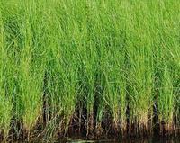 供应乌拉草的特点高1.2米纤维坚韧秆三棱形三棱草叶细长柔软