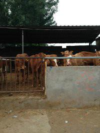 供应牛场规划须以牛为本鲁西黄牛肉牛犊图片