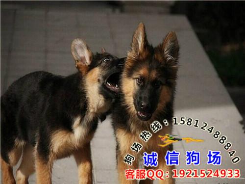 供应在广州哪里有卖德国牧羊犬 广州番禺区买狗到哪里买呢