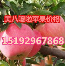 临沂市红星苹果价格厂家红星苹果价格山东红星苹果价格新红星苹果批发价格