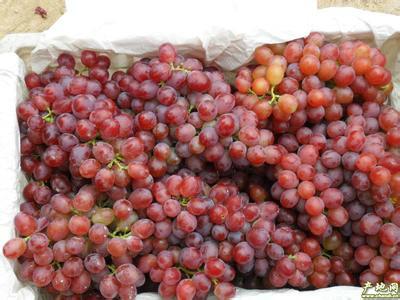 供应红提葡萄种植基地，红提葡萄批发价格