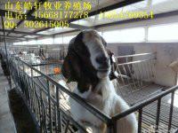 黑龙江肉羊养殖场黑山羊萨福克羊羔多少钱一只