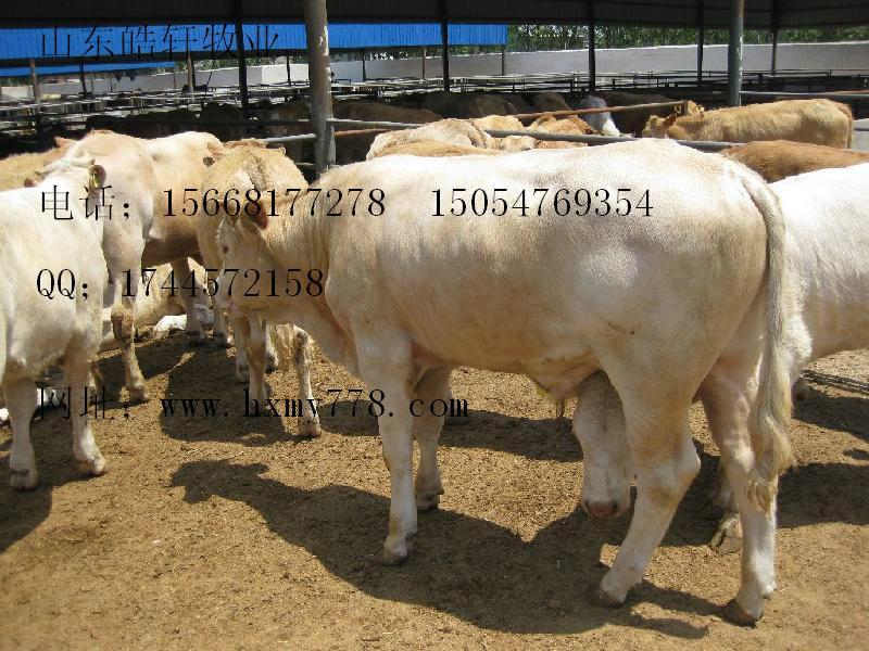 牛犊价格肉牛养殖肉牛效益 