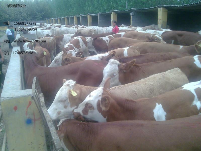 供应用于肉牛的基础母牛价格