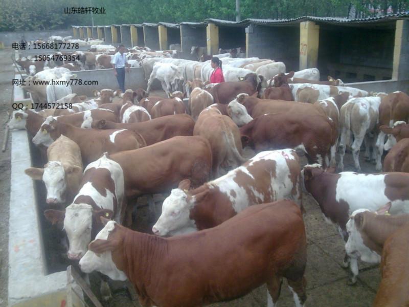 供应繁殖利木赞牛母牛商品牛种牛免费