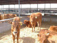 养牛养羊养驴供应为养牛养羊养驴提供了养殖技术条件