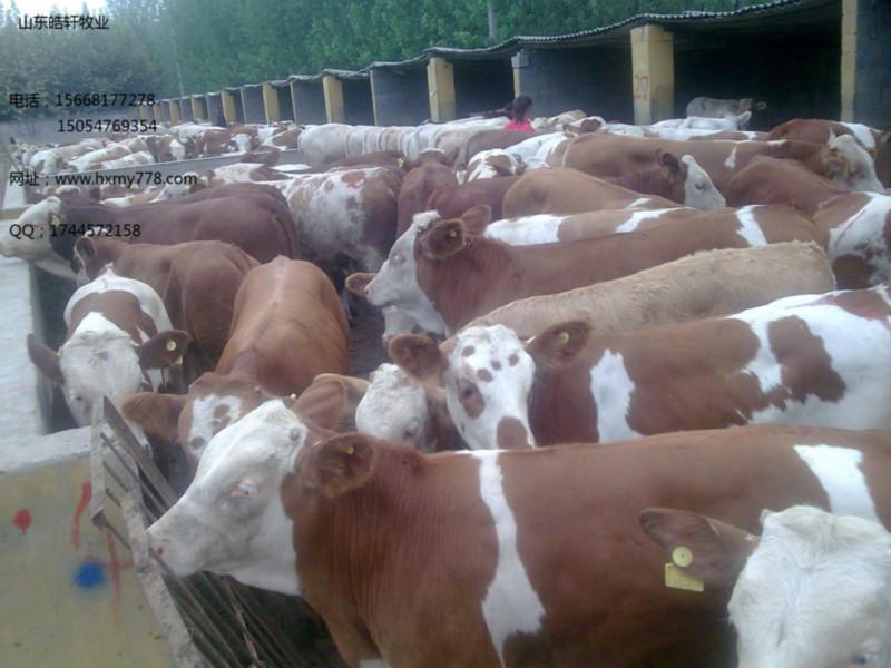 养殖30头肉牛年利润批发