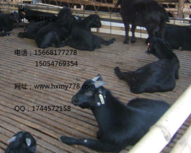 深圳黑山羊种羊养殖