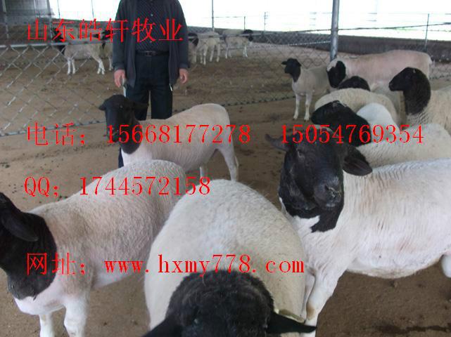 供应天津汉沽杜泊羊青山羊种羊价格图片
