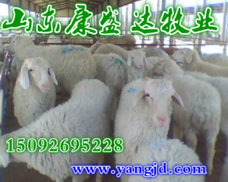 供应黑龙江肉羊养殖基地肉羊