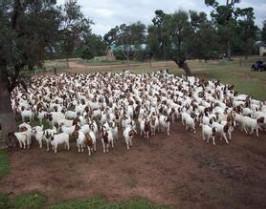 供应波尔山羊品种，山东波尔山羊优质养殖，山东波尔山羊单只价格