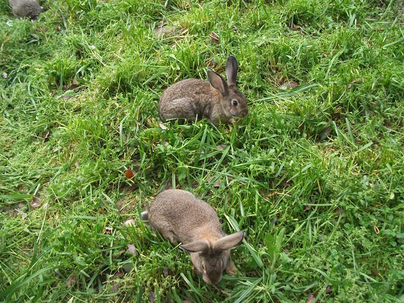 供应岳阳散养野兔子养殖场兔子肉销售