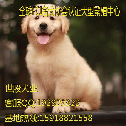 广州市东莞金毛犬厂家东莞哪里有卖金毛犬 东莞哪个地方有卖金毛犬