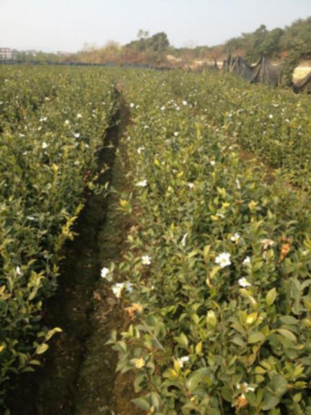 供应高产白花油茶树苗 高产白花油茶树苗多少钱一棵 哪里有高产白花油茶树苗卖