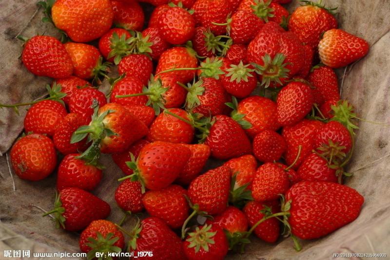 草莓种植报价、图片、行情_草莓种植最新价格