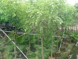 供应东莞规模最大的菩提树苗种植园