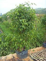 供应广东垂叶榕种植基地，2.6米的垂叶榕哪里有、垂叶榕卖什么价格。