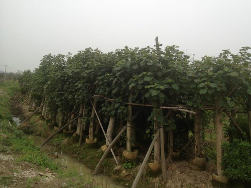 广东菩提树袋苗种植、菩提树袋苗批发、菩提树袋苗多少钱