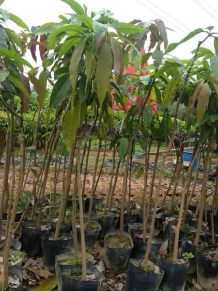 供应芒果树小苗产地批发、芒果树小苗产地价格、芒果树小苗批发价格。