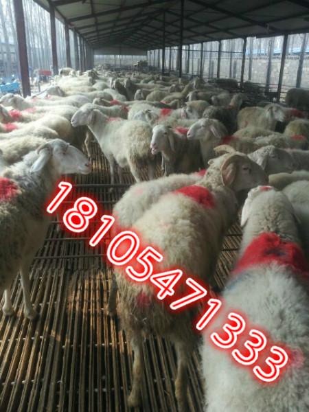 济宁市圈养肉羊的优势及繁殖技术厂家供应用于养殖的圈养肉羊的优势及繁殖技术